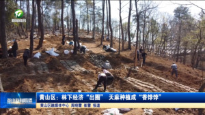 黄山区：林下经济“出圈” 天麻种植成“香饽饽”