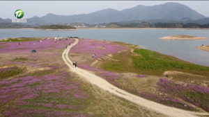 简讯 黄山区：紫云英花海浪漫绽放 游客纷至沓来
