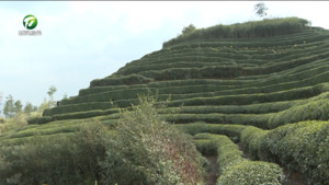 屯溪区：春茶采摘忙  助农增收促振兴