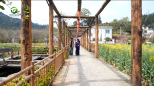 休宁：泉水鱼乡花开盛 赏花观鱼两相宜