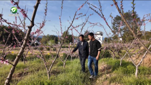 简讯：黟县：新技术赋能桃产业