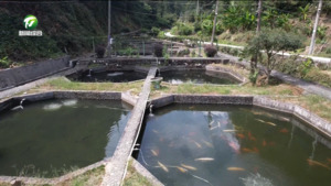 生态泉水鱼 “游”出致富路