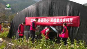 简讯：休宁县流口村：羊肚菌喜获丰收