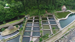 简讯：休宁泉水草鱼入选全国名特优新农产品名录