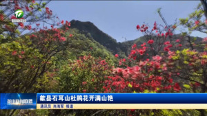 简讯：歙县石耳山杜鹃花开满山艳