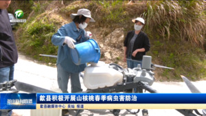简讯：歙县积极开展山核桃春季病虫害防治