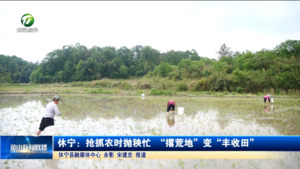 休宁：抢抓农时抛秧忙 “撂荒地”变“丰收田”