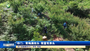 简讯：祁门：青梅满枝头 致富有奔头