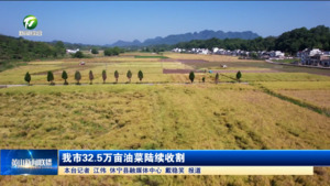 我市32.5万亩油菜陆续收割