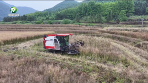祁门油菜丰收 机械化收割降本增效