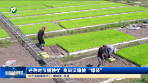 芒种时节插秧忙 良田沃壤披“绿装”