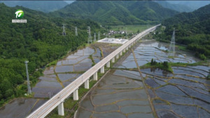 黄山区：“工厂化育秧+机械化种植”模式 助力水稻种植高效增收