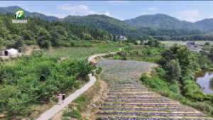 简讯：祁门：李子飘香迎客来