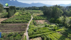 简讯：黟县五里村“桃经济”助力乡村振兴