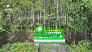 祁门：林下生金产业兴 乡村振兴动力足