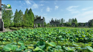 简讯：歙县：入夏小荷常露角 风抚青莲涌碧浪