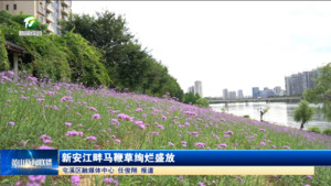 简讯：新安江畔马鞭草绚烂盛放