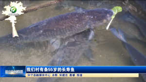 我们村有条55岁的长寿鱼