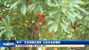 休宁：百亩杨梅红满枝 生态农业促增收