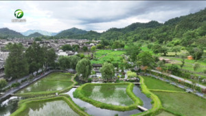 简讯：黟县西递：“古村荷韵”引客来