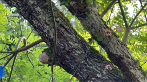 野生象鼻兰在祁门县移植成功