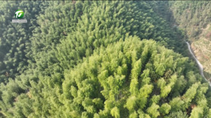 歙县：点竹成金兴产业 护林生翠富乡村