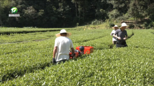 简讯：黄山市茶园管理机械化技术示范推广活动在歙县举行