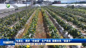 屯溪区：抓好“伏缺菜”生产供应 保障市民“菜篮子”