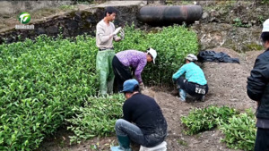 简讯：祁门红旗1号茶树品种入选2025年国家优良品种推广目录