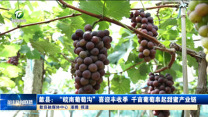 歙县：“皖南葡萄沟”喜迎丰收季 千亩葡萄串起甜蜜产业链