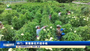 简讯：祁门：黄蜀葵花开迎丰收