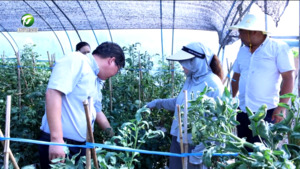 简讯：徽州区：专家传技解难题 菜农学艺促增收