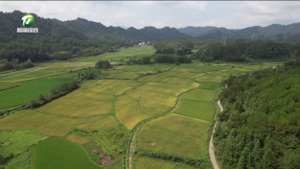 休宁：再生稻头茬开镰收割 颗粒归仓好“丰”景