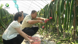简讯：黄山区：夏日果香浓 丰收引客来