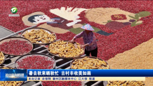 暑去秋来晒秋忙 古村丰收美如画
