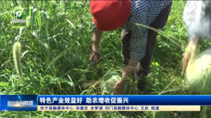 特色产业效益好 助农增收促振兴