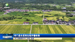 祁门县头茬再生稻开镰收割