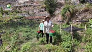 黄山区：高山辣椒红 丰收满山野