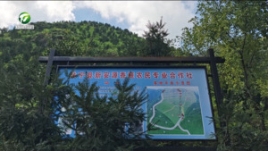 休宁县 黟县：香榧进入采摘季 丰收图景映山村