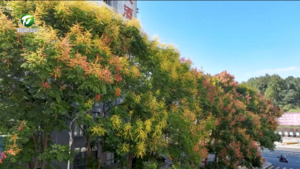 简讯：祁门：多彩栾树扮靓秋景