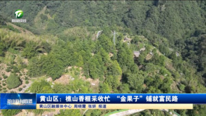 黃山區：樵山香榧采收忙 “金果子”鋪就富民路