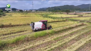 休宁：8000余亩再生稻二茬稻喜获丰收