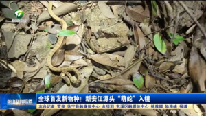 全球首发新物种! 新安江源头“萌蛇”入镜 全球首发新物种! 新安江源头“萌蛇”入镜
