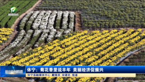 休宁：菊花香里说丰年 美丽经济促振兴
