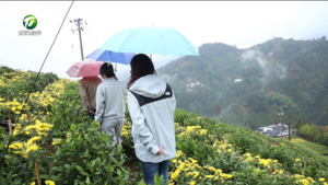 歙縣：金絲皇菊待采收 致富花開(kāi)鄉(xiāng)村興