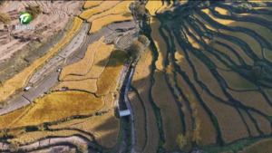 灵山贡米开镰收割 稻浪翻“金”迎丰收 灵山贡米开镰收割 稻浪翻“金”迎丰收