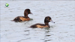 简讯：国家“三有”保护动物凤头潜鸭现身祁门