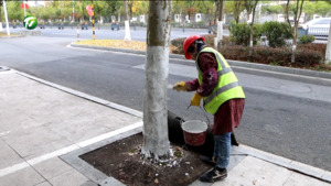 简讯 屯溪区：树木刷白“换新衣” 安全防护过暖冬