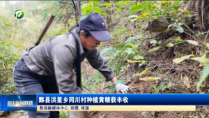 简讯 黟县洪星乡同川村种植黄精获丰收