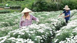 休宁：大力发展绿色产业 促进乡村全面振兴